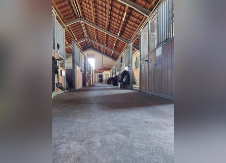Pferdepension Halb/Vollpension Boxen - Trainer am Hof