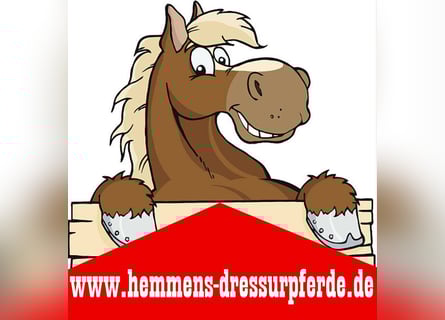 PLZ 49624 * gegen Hilfe n.A. BOX für ZUCHTSTUTE / RENTNER