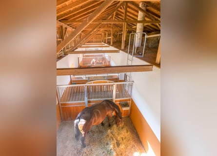 Stal Birkenhof - Vrije boxen - Diervriendelijke paardenhouderij & professionele longeer- en rijoplei