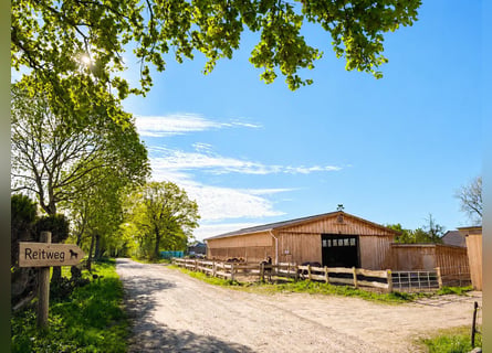 Stalruimte te huur op een idyllische locatie, met 8 stallen, buitenpaddocks en een loopstal