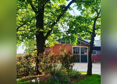Wedstrijdstal: boxen beschikbaar