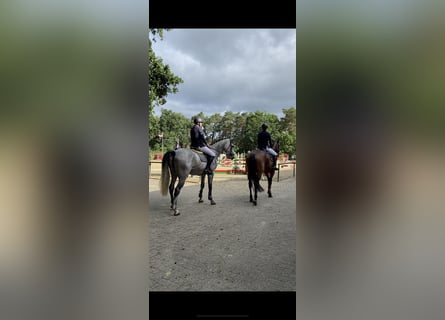 Beritt: (An)reiten junger Pferde im familiären Setting 