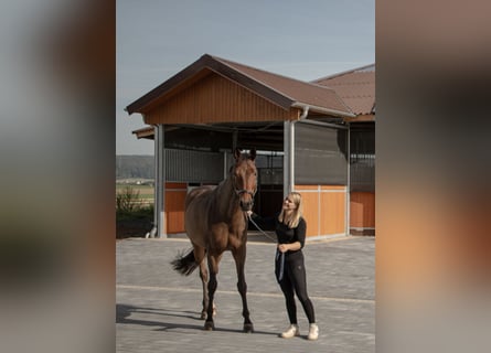 Beschikbaar voor training - Volledig training op een moderne dressuursportaccommodatie