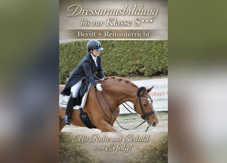 Dressuuropleiding tot niveau S***