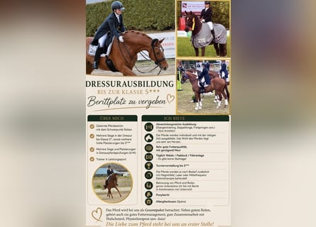 Dressuuropleiding tot niveau S***