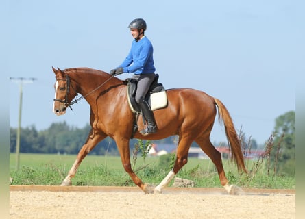 Ruiter- en paardenopleiding, longeerplaats, paardenopleiding, jongepaardenopleiding, opbouwtraining