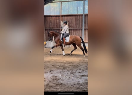Training van jonge paarden / inrijden / aan de longeerlijn