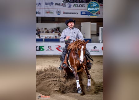 Western Beritt / Reining