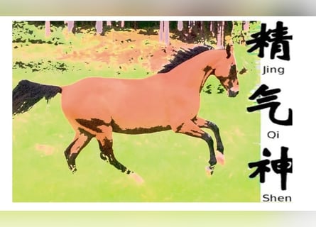 Inleiding in de theorie en praktijk van paardenacupunctuur