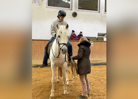 Pferdepfleger FN - Qualifikation mit Prüfung für Quereinsteiger 06. bis 20.11.2026