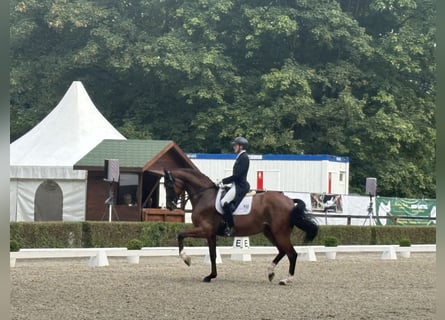 Dressuurtraining, verkoop en opleiding van dressuurpaarden tot aan het Grand Prix-niveau