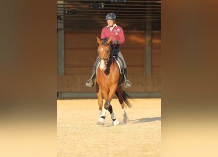 Holistische paardrijlessen op schoolpaarden / eigen paard, dressuur, dressuurlessen en meer.