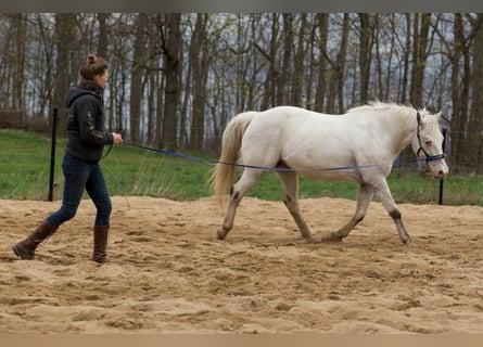Mobiler Beritt & Unterricht in Sachsen