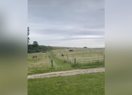 Rijlessen op schoolpaarden