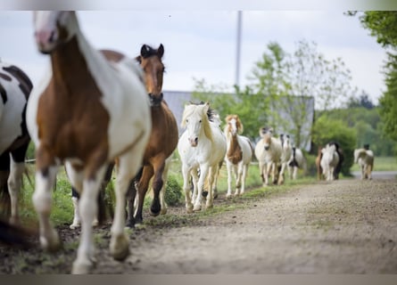 Leerling paardenhouder gezocht voor de afdeling Service en Huisvesting