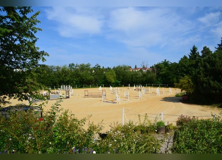 ☆ Bereiter*in in privaten Springstall gesucht ☆