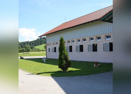 PFERDEPFLEGER/ Stallhelfer 