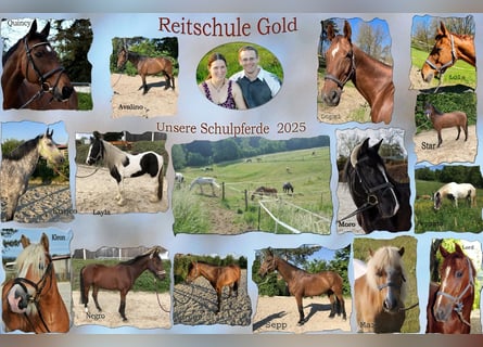 Mitarbeiter gesucht für unseren Pensions- und Reitschulbetrieb (Teilzeit oder Vollzeit)