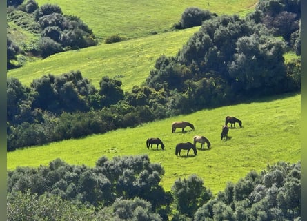Zoekt u een paardentrainer in Andalusië?
