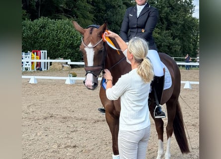 Zoektocht naar een instructeur voor jonge paarden