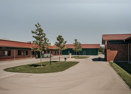 Pferdewirt/in in Teil- oder Vollzeit gesucht