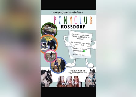 Ponyclub Trainer 