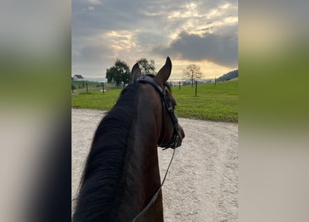 Pferdepfleger:in in gepflegten Betrieb in der Schweiz