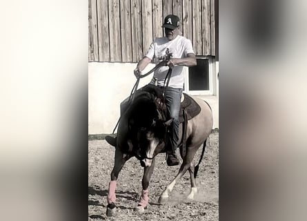 Western Training & Western Lessons