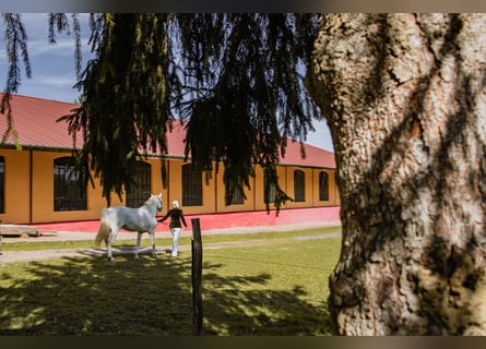 Exclusief paardenpension in de Vogezen