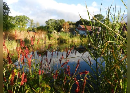 GREEN CARE PROJECT - DROOMHAAFTIGE Buitenruimte met bijzonder bouwplan - 376-24