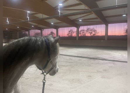 Kleinod im Altmühltal – Hochwertig saniertes Bauernhaus mit kleiner, moderner Reitanlage V13978