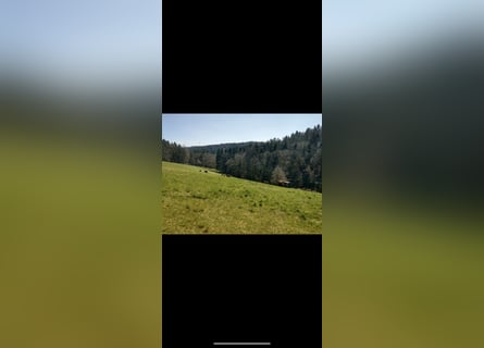 Moderne Reitanlage mit Ausbaupotenzial 