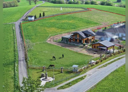 Modernes Holzblockhaus mit Offenstall in schöner Aussichtslage