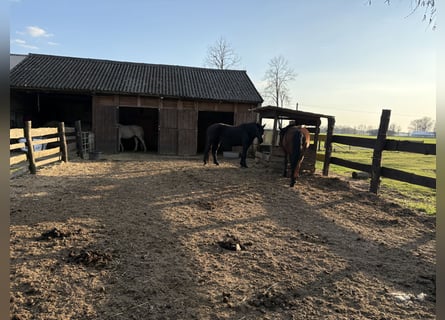 Open stalling // Paardenpension // Volpension