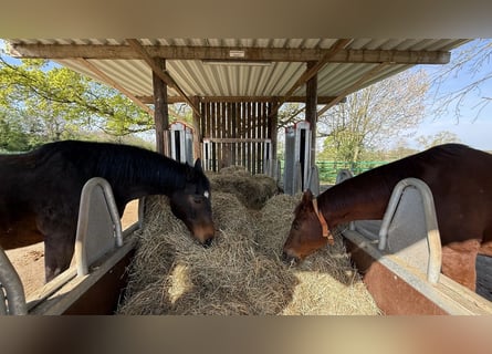 Paardenaccommodatie met 60-meter hal te koop