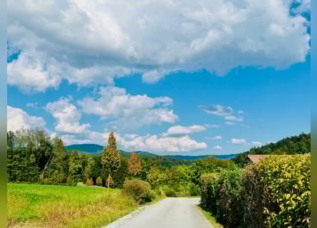 Pferdetraum im Bayrischen Wald V13738