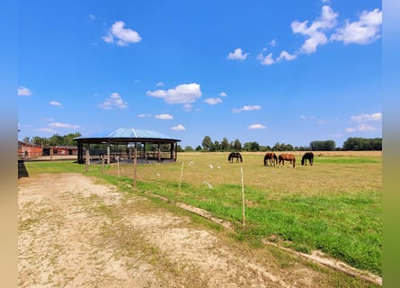 Professionelle Reit- und Zuchtanlage im Kreis Soest Westfalen