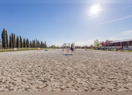 Winstgevende paardenstallen - Transitbedrijf