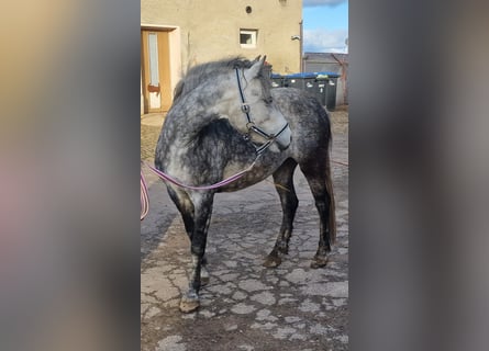 Tysk klassisk ponny, Sto, 8 år, 140 cm, Grå
