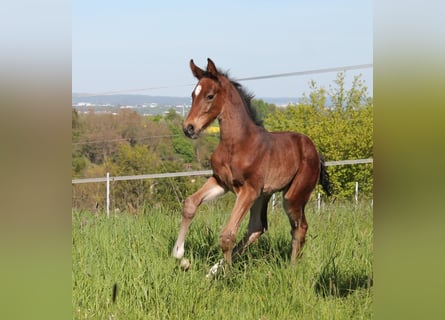 Tysk ridhäst, Hingst, 1 år, Brun