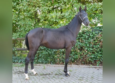 Tysk ridhäst, Hingst, 2 år, 155 cm