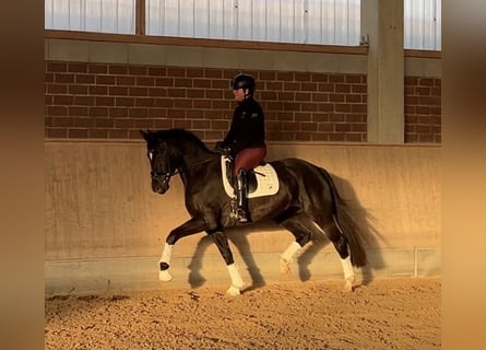 Tysk ridhäst, Sto, 3 år, 167 cm, Rökfärgad svart