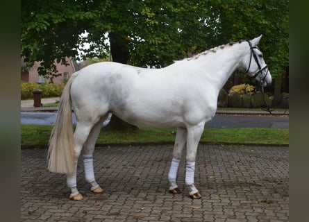 Deutsches Reitpferd, Stute, 6 Jahre, 169 cm, Schimmel