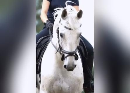 Tysk ridhäst, Valack, 10 år, 172 cm, Grå-flugskimmel