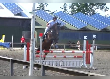 Deutsches Reitpferd, Wallach, 7 Jahre, 172 cm, Brauner