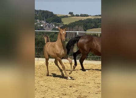 Tysk ridponny, Hingst, 1 år, Black