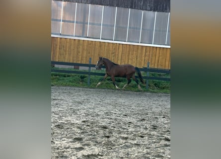 Tysk ridponny, Hingst, 1 år, Brun