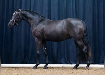 Tysk ridponny, Hingst, 2 år, Black