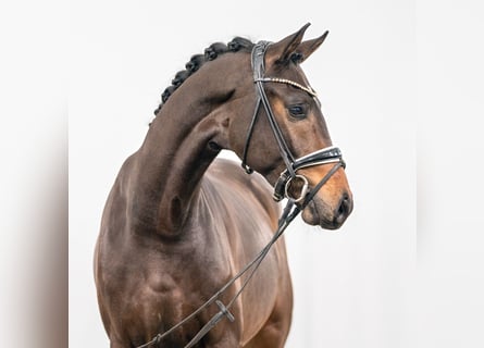 Tysk ridponny, Hingst, 2 år, Mörkbrun