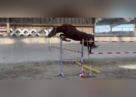 Tysk ridponny, Hingst, 3 år, 140 cm, fux